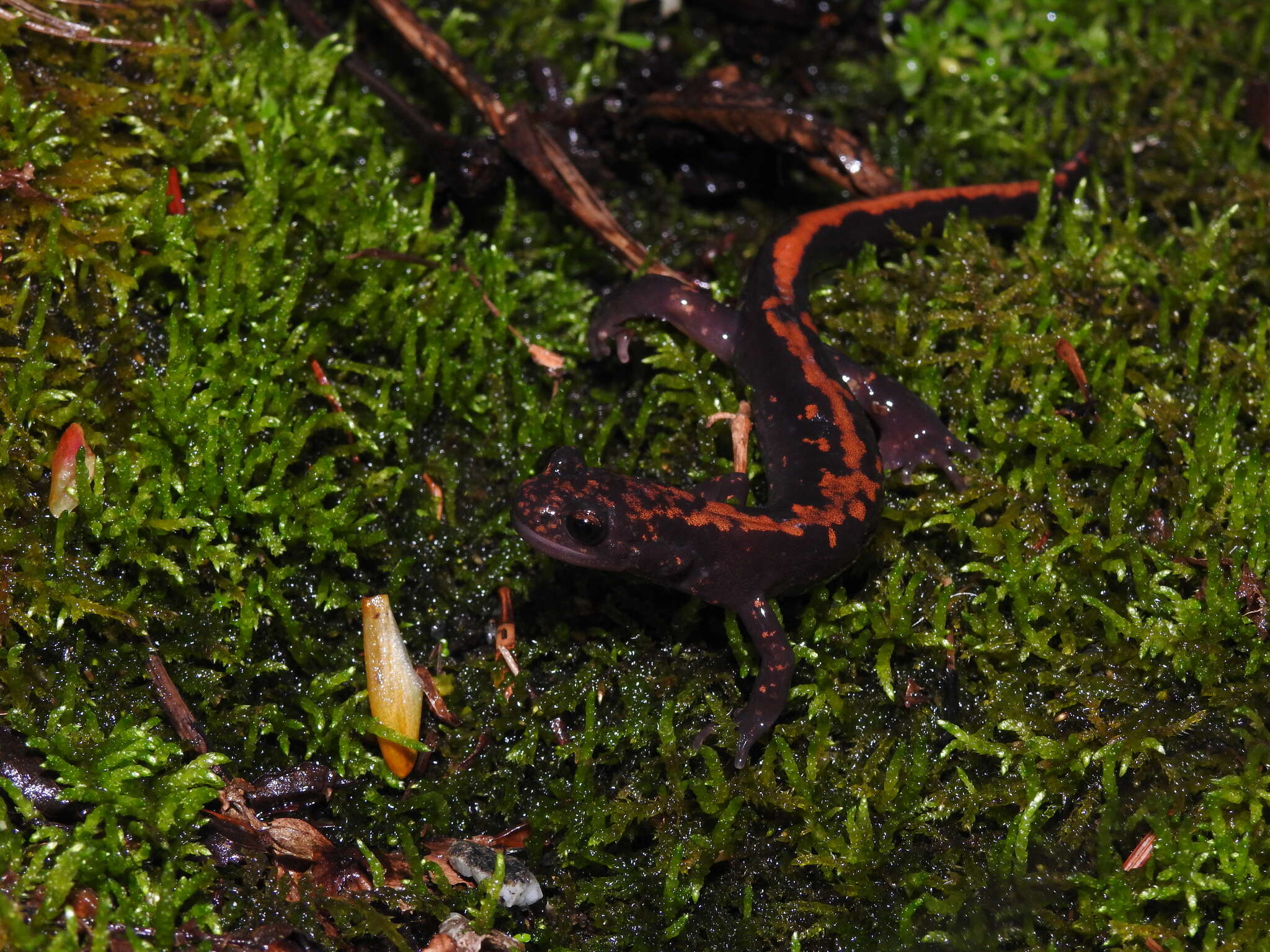 Image of Shikoku clawed salamander; Shikoku-hakone-sanshou-uwo