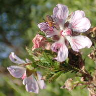 Image of Anisodontea triloba (Thunb.) D. M. Bates