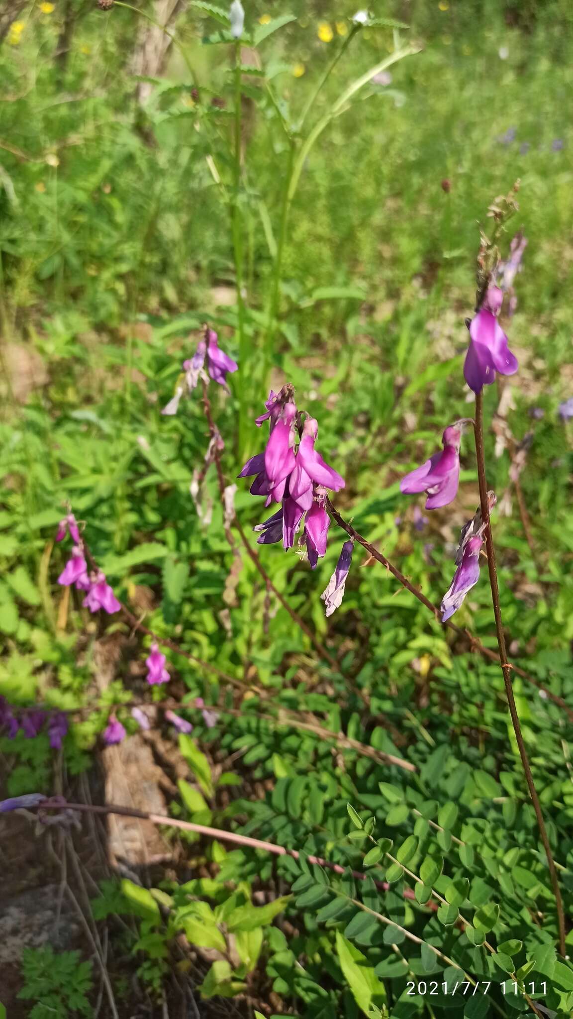 Plancia ëd Hedysarum branthii Trautv. & C. A. Mey.