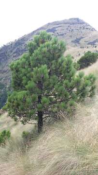 Image of Hartweg's Pine