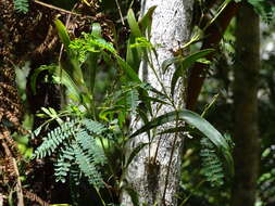 Слика од Acacia heterophylla (Lam.) Willd.