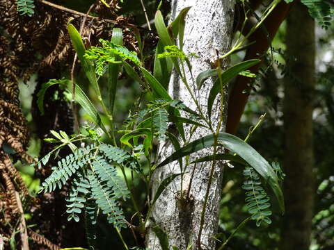 Слика од Acacia heterophylla (Lam.) Willd.