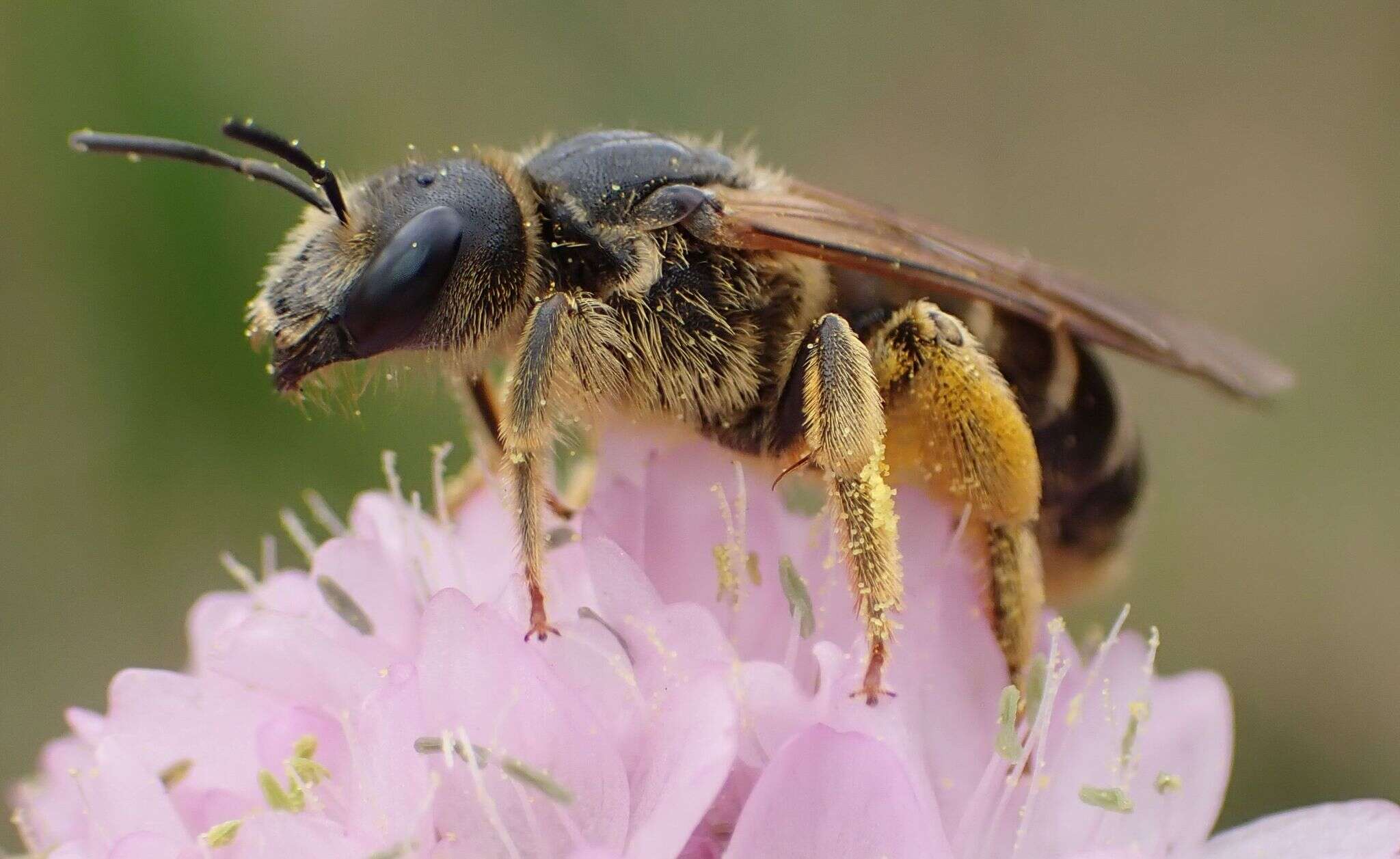 Image of Halictus quadricinctus (Fabricius 1776)