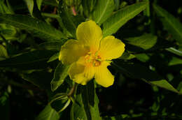 Ludwigia grandiflora var. hexapetala (Hook. & Arn.) D. B. Ward resmi