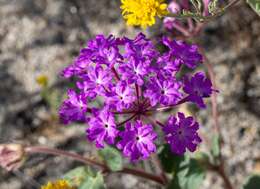 Image of desert sand verbena