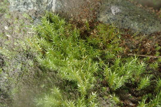 Image of longbract pohlia moss