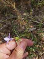 صورة Barleria saxatilis Oberm.