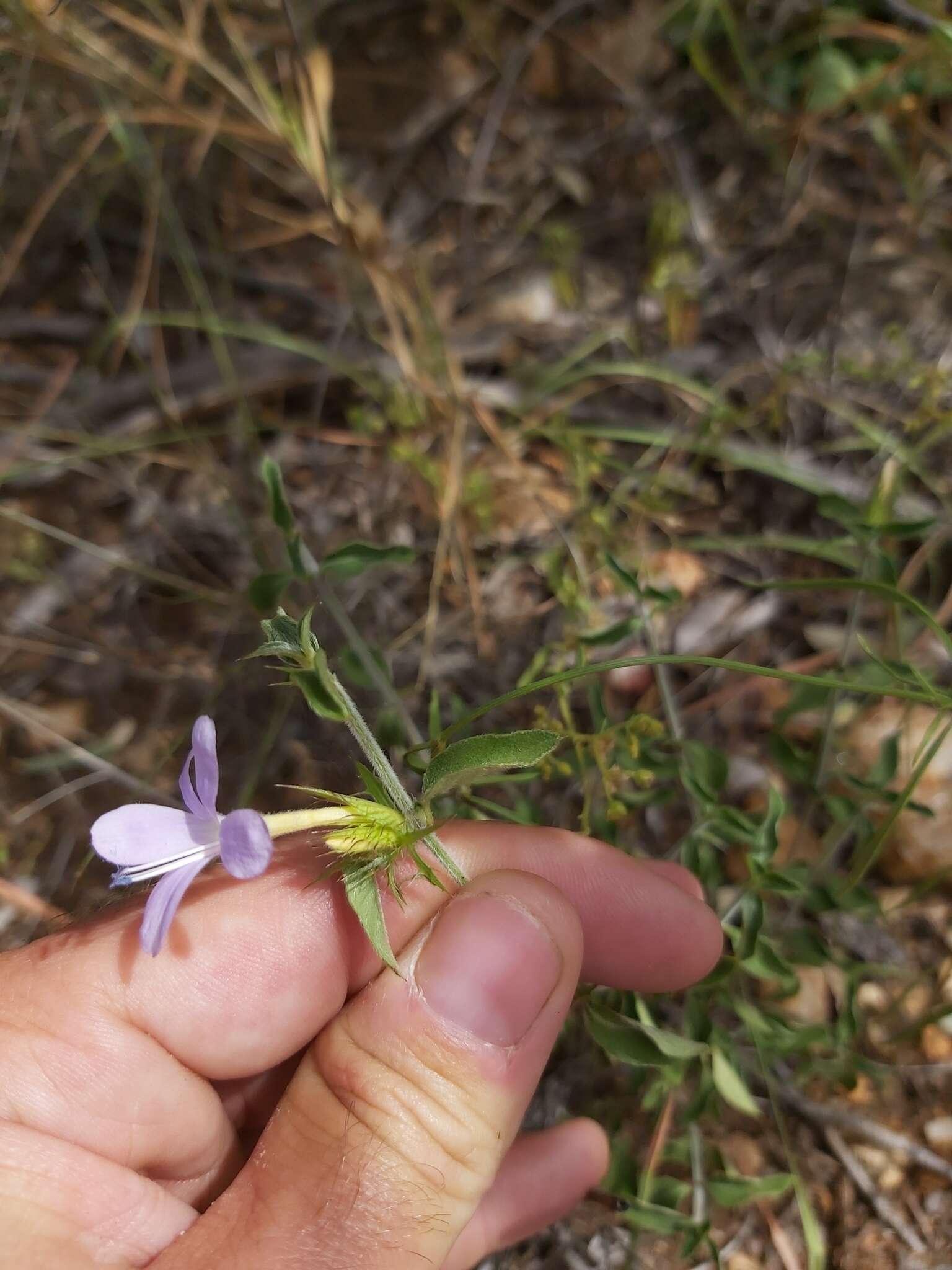 Imagem de Barleria saxatilis Oberm.