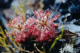 Image of Drosera roraimae (Klotzsch ex Diels) Maguire & Laundon