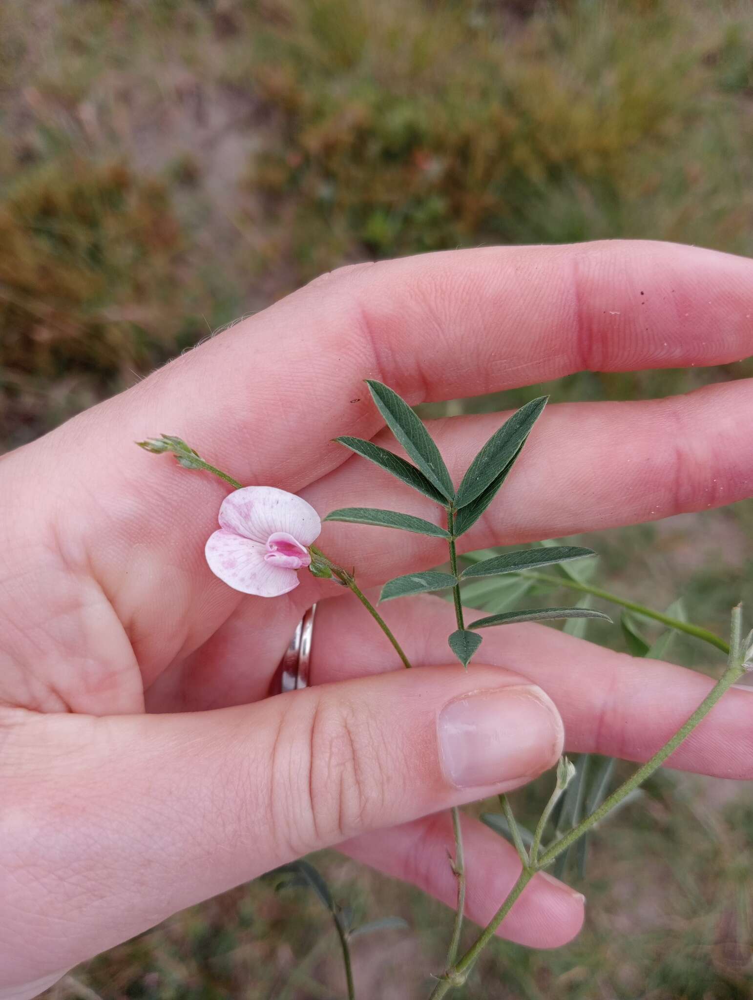 Image of <i>Tephrosia capensis</i> var. <i>angustifolia</i> E. Mey.