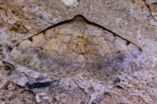 Image of Creosote Moth