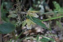 Image of Coelogyne fuscescens Lindl.