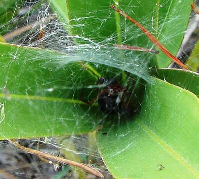 Latrodectus bishopi Kaston 1938的圖片