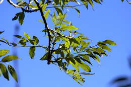 Imagem de Fraxinus excelsior L.