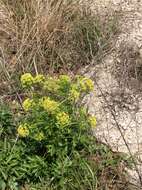 Image of Nuttall's prairie parsley