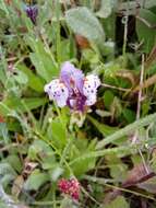 Image of Linaria amethystea (Vent.) Hoffmgg. & Link