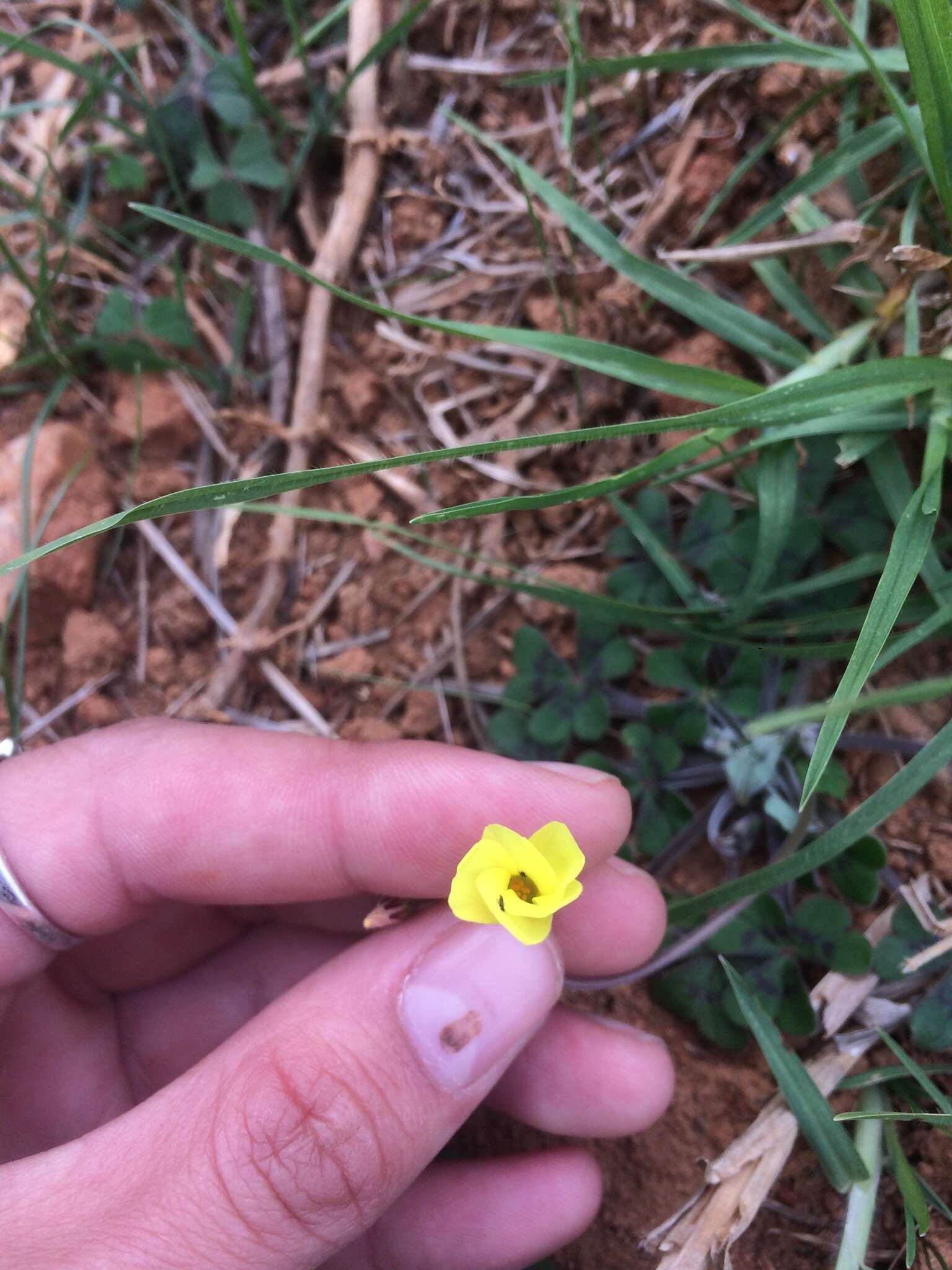 Image of Oxalis compressa var. compressa