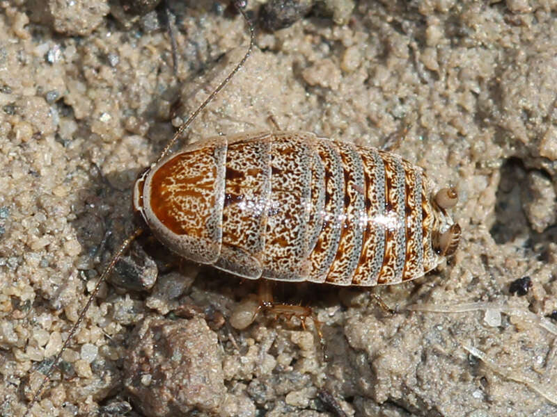 Phyllodromica (Lobolampra) subaptera (Rambur 1838)的圖片