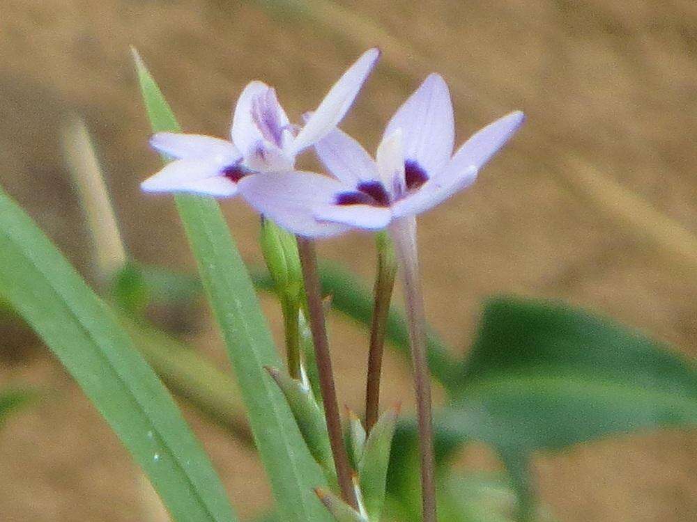 Image of Freesia laxa subsp. azurea (Goldblatt & Hutchings) Goldblatt & J. C. Manning