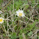 Image of White-flowering Korean dandelion