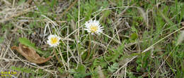 Taraxacum coreanum Nakai的圖片