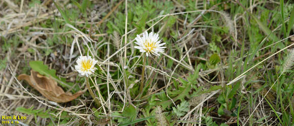 Sivun Taraxacum coreanum Nakai kuva