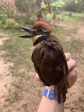 Image of Chestnut-capped Puffbird