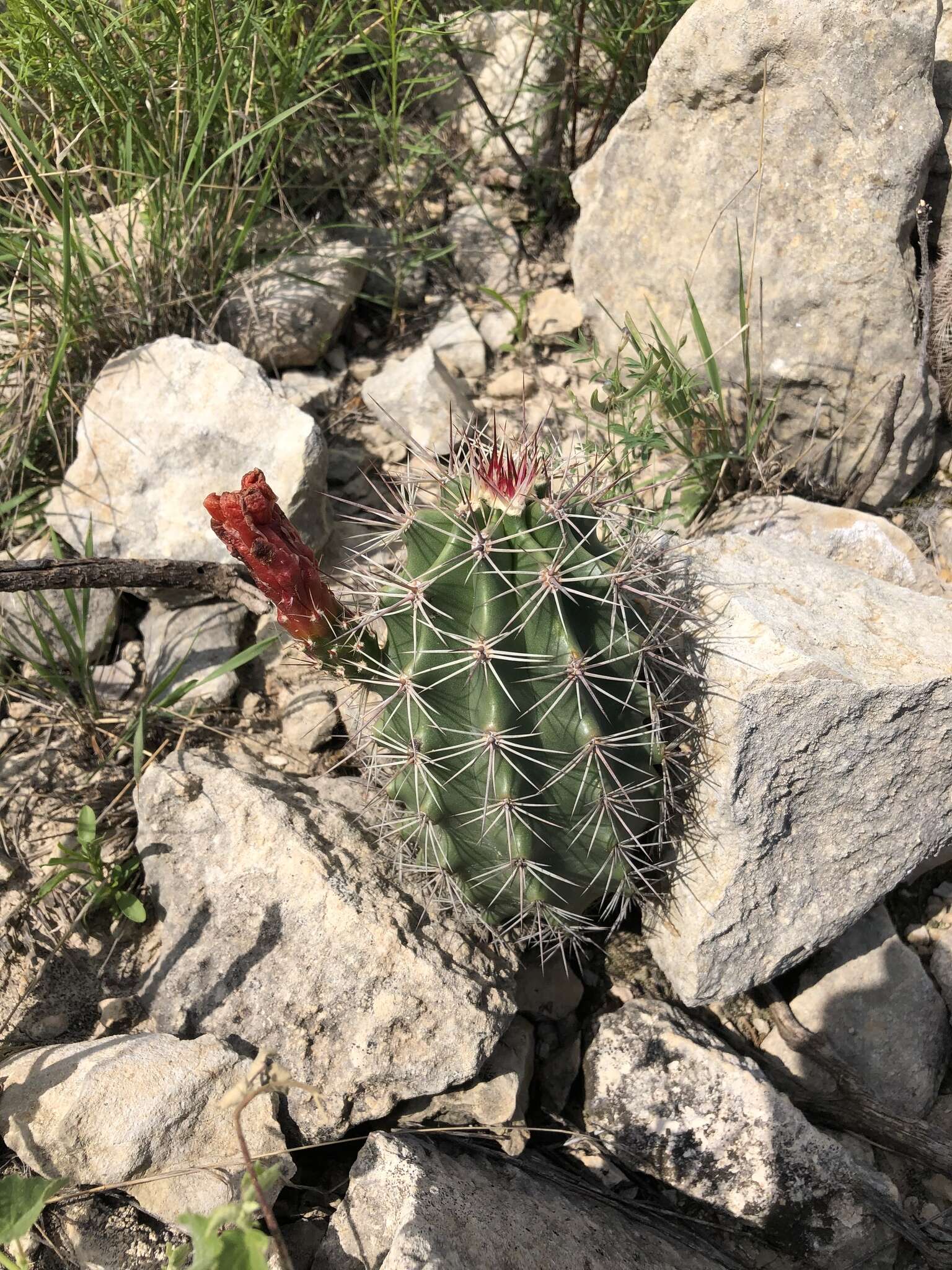 Image de Echinocereus roetteri (Engelm.) Rümpler