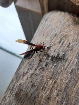 Image of Polistes infuscatus Lepeletier 1836