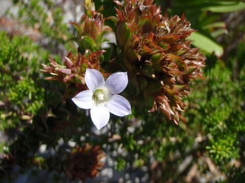 Image of Roella amplexicaulis Dod