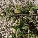 Image of Helianthemum rupifragum A. Kerner