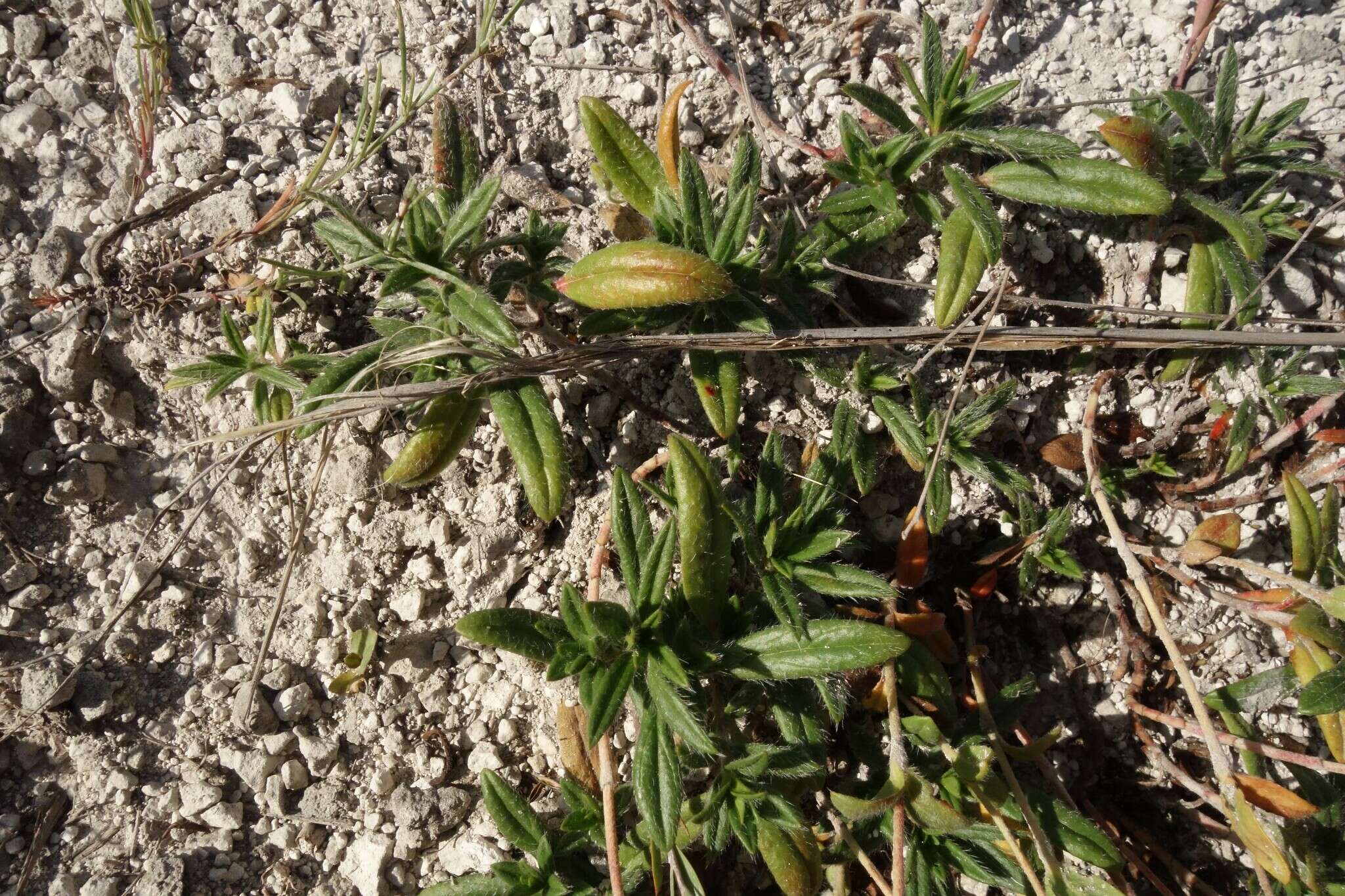 Image of Helianthemum rupifragum A. Kerner