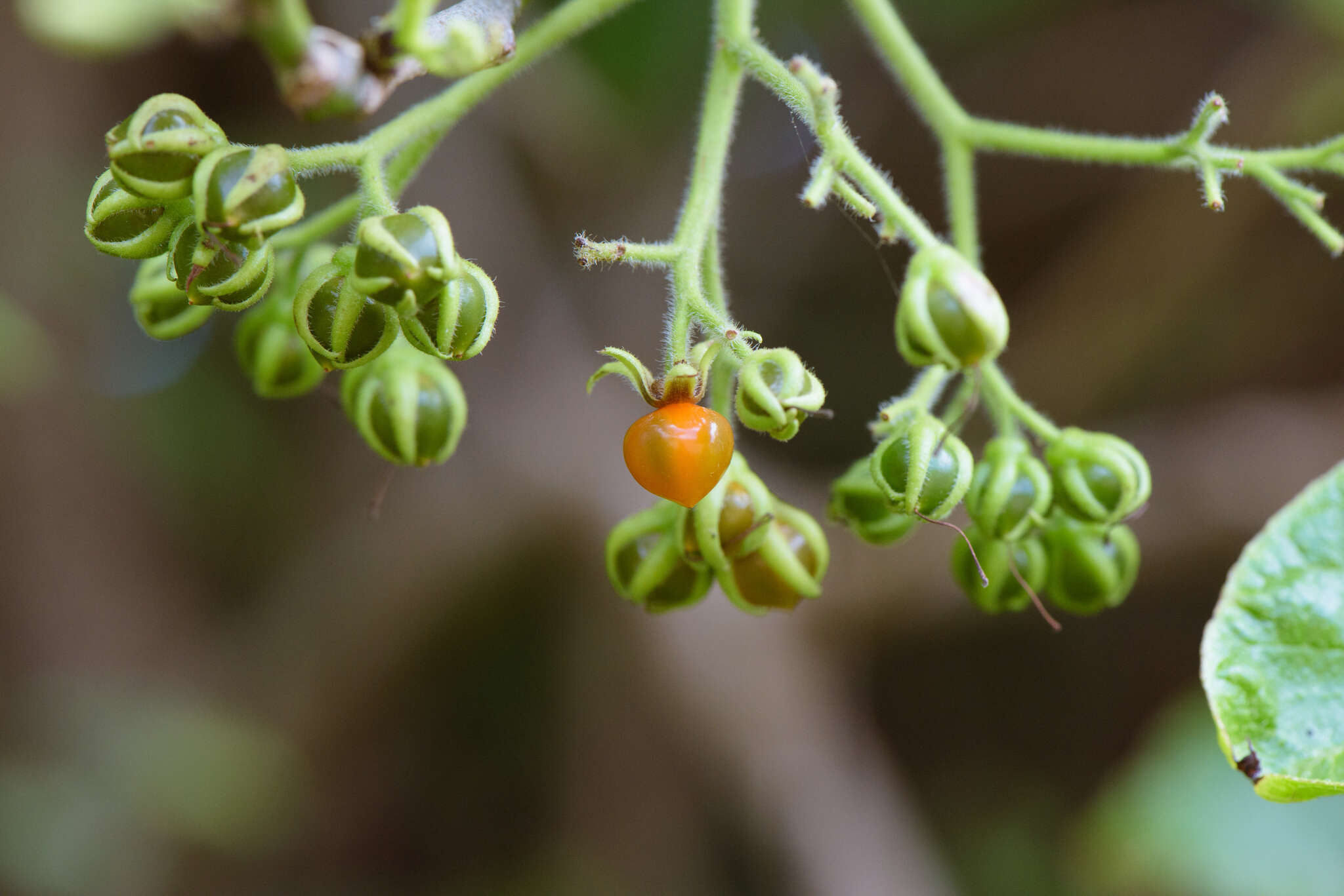 Image of Ehretia resinosa Hance