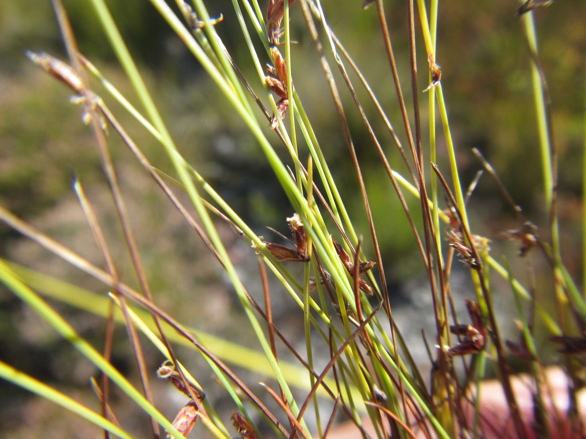 Image of Ficinia tristachya (Rottb.) Nees