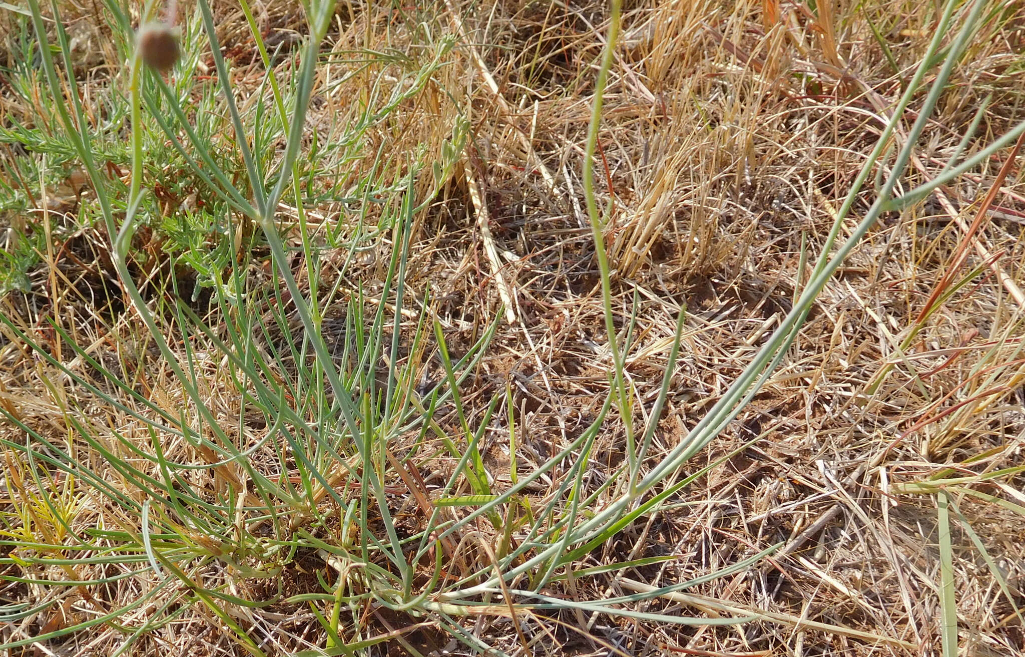 Image of Hopi tea greenthread