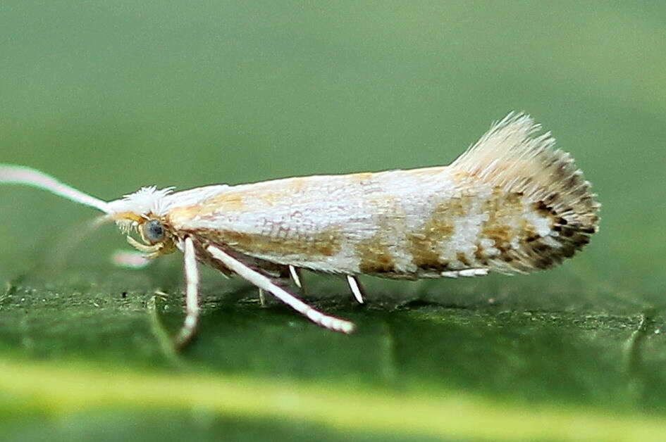 Image of Argyresthia abdominalis Zeller 1839