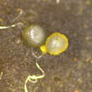 Imagem de Gelatinipulvinella astraeicola Hosoya & Y. Otani 1995