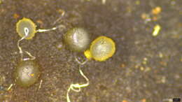 Image of Gelatinipulvinella astraeicola Hosoya & Y. Otani 1995