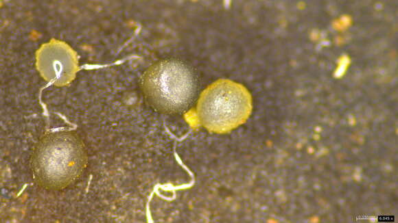 Imagem de Gelatinipulvinella astraeicola Hosoya & Y. Otani 1995