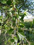 Image of saffron plum