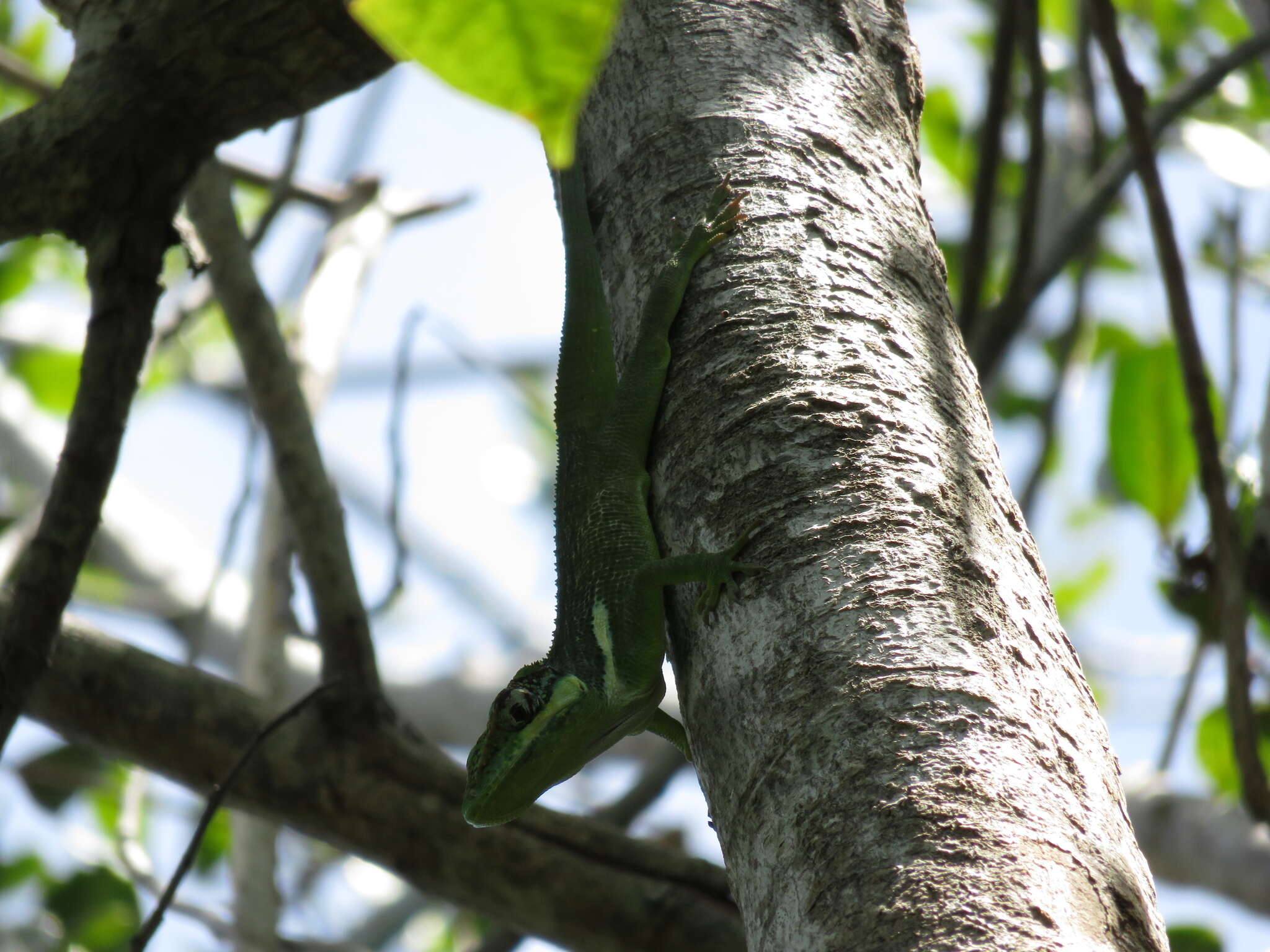 Image of Cuban Giant Anole