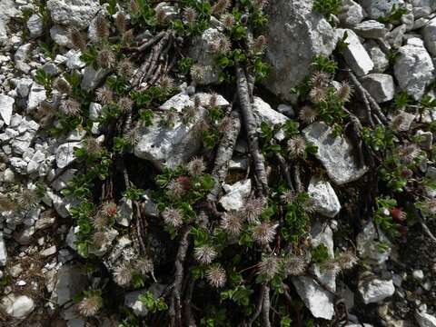 Image of Salix alpina Scop.