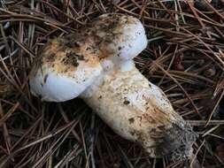 Tricholoma zelleri (D. E. Stuntz & A. H. Sm.) Ovrebo & Tylutki 1975的圖片