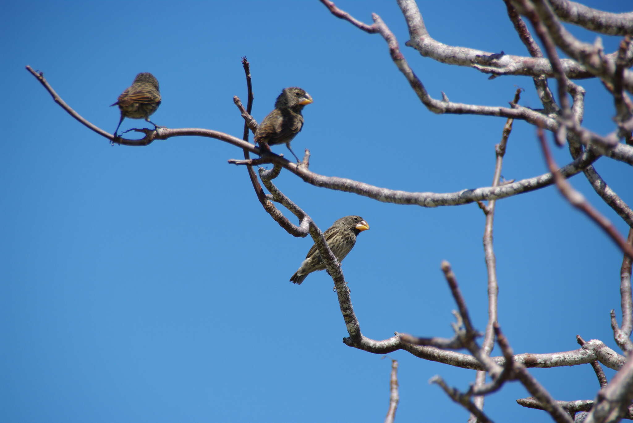 Image of Large Ground Finch