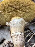 Image of Suillus salmonicolor (Frost) Halling 1983