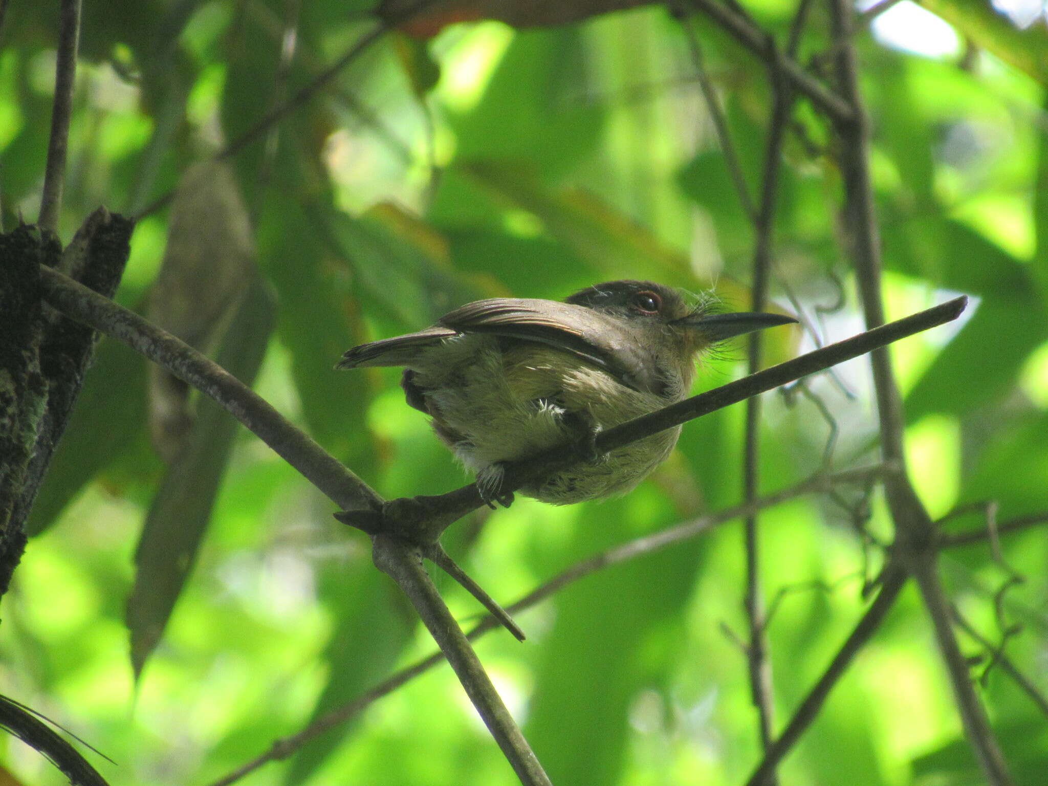 Image of Fulvous-chinned Nunlet