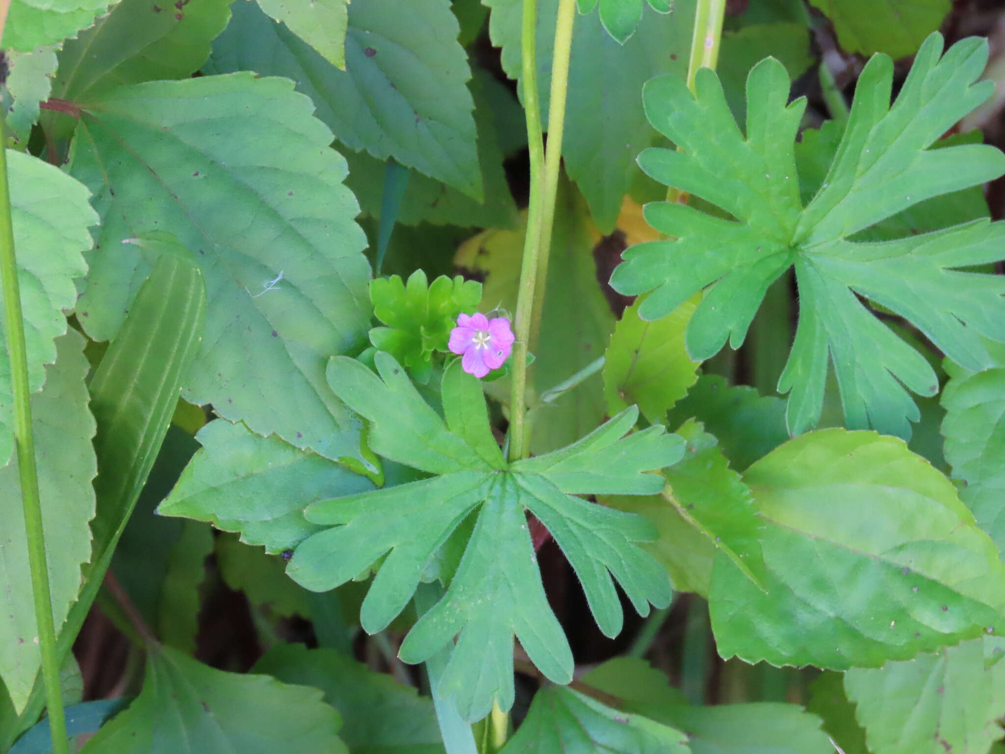 Image of Alderney Crane's-bill