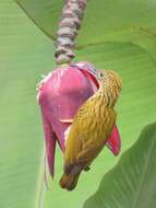 Image of Streaked Spiderhunter