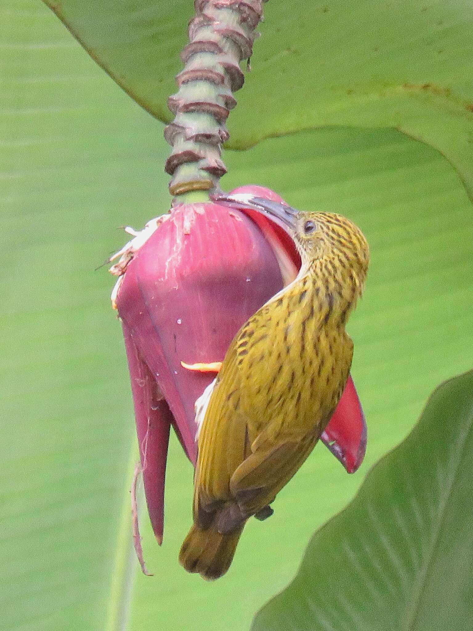 Image of Streaked Spiderhunter