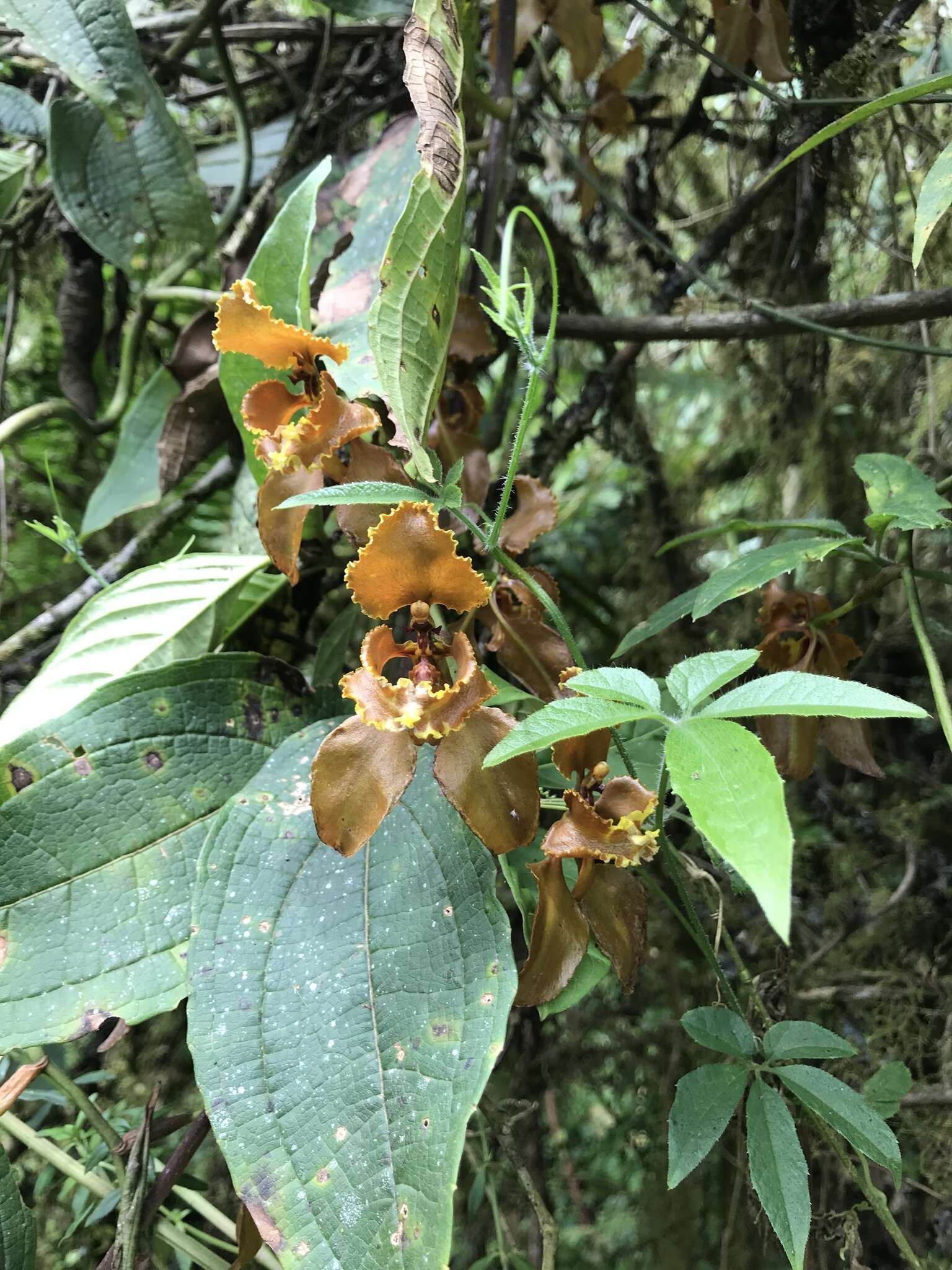 Image of Cyrtochilum baldeviamae (Rchb. fil.) Kraenzl.